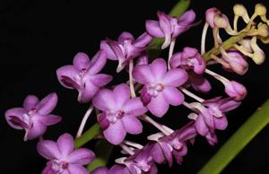 Rhynchodenia Magic Wand