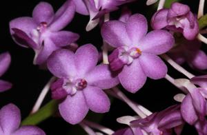 Rhynchodenia Magic Wand