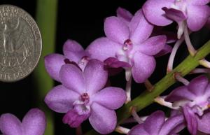 Rhynchodenia Magic Wand