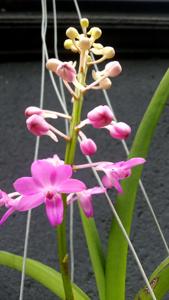 Rhynchodenia Magic Wand
