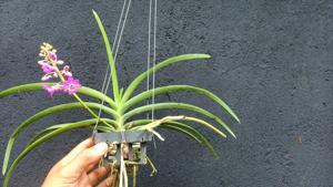 Rhynchodenia Magic Wand