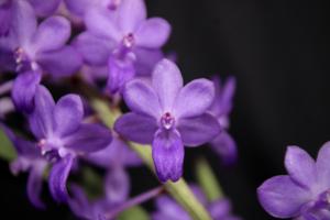 Rhynchodenia Magic Wand