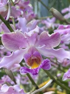Myrmecophila Tibiana
