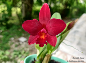 Cattlianthe Little Hazel