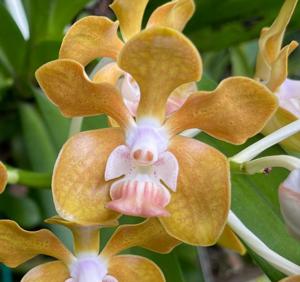 Vanda Golden Doubloon