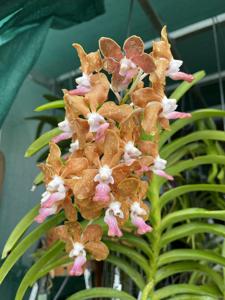 Vanda Golden Doubloon