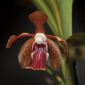 Vanda Kekaseh