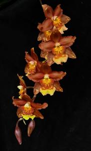 Oncidium Hilda Plumtree