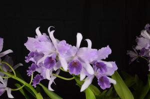 Cattlianthe Mary Elizabeth Bohn