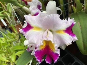 Cattleya Platinum Sun