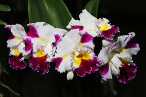 Cattleya Platinum Sun