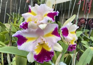 Cattleya Platinum Sun