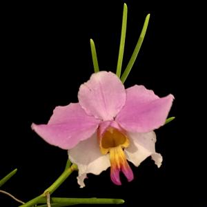 Papilionanthe Snowdon