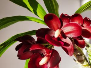 Cycnodes Wine Delight