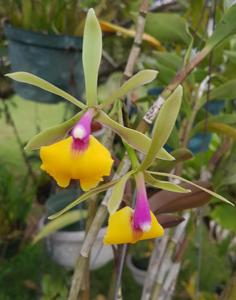 Epicattleya René Marqués