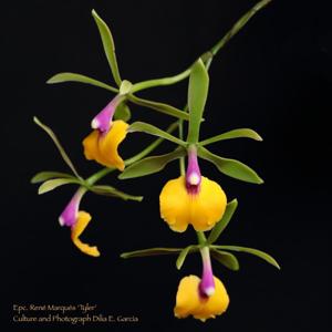 Epicattleya René Marqués