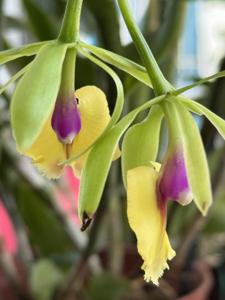 Epicattleya René Marqués