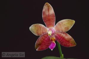 Phalaenopsis Malibu Imp