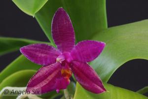 Phalaenopsis Luedde-violacea