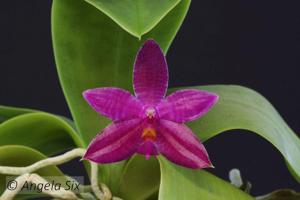 Phalaenopsis Luedde-violacea