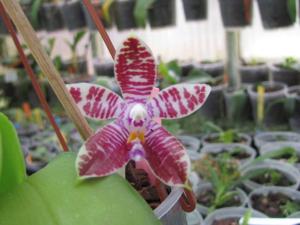 Phalaenopsis Luedde-violacea