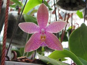 Phalaenopsis Luedde-violacea