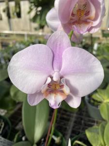 Phalaenopsis Leucorrhoda