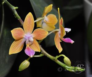 Phalaenopsis Kuntrarti Rarashati