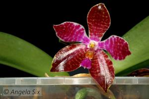 Phalaenopsis Joey
