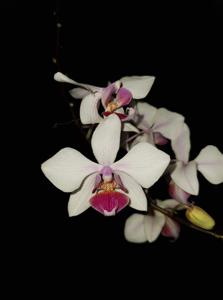 Phalaenopsis Intermedia