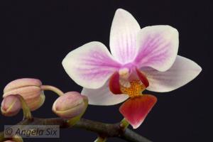 Phalaenopsis Intermedia