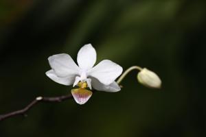 Phalaenopsis Intermedia