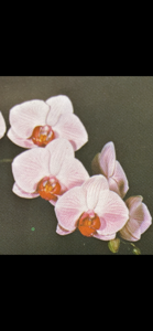 Phalaenopsis Hugo Freed