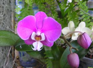 Phalaenopsis Hilo Lip