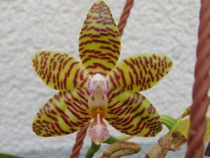 Phalaenopsis Golden Pride