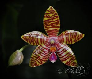 Phalaenopsis Golden Pride