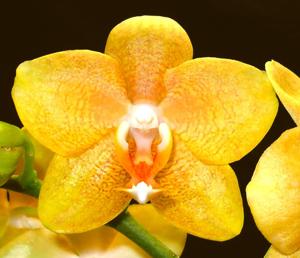 Phalaenopsis Golden Bells