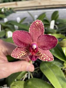 Phalaenopsis Golden Buddha