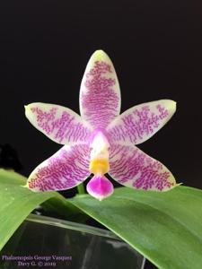 Phalaenopsis George Vasquez