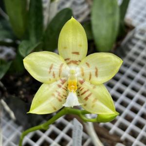 Phalaenopsis Gelblieber