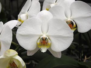 Phalaenopsis Doris