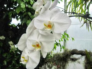 Phalaenopsis Doris