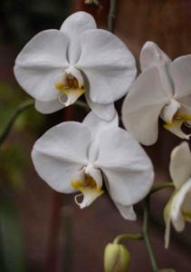 Phalaenopsis Doris