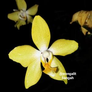 Phalaenopsis Deventeriana