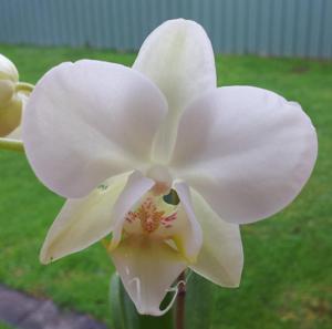 Phalaenopsis Crystal Veil