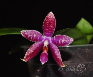 Phalaenopsis Corning's Violet