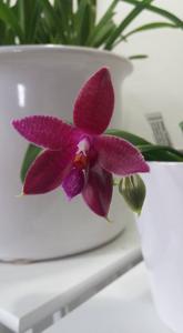 Phalaenopsis Corning's Violet