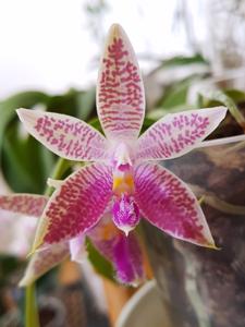 Phalaenopsis Corning's Violet