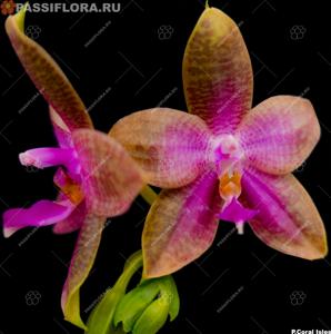 Phalaenopsis Coral Isles