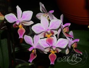 Phalaenopsis Cassandra